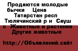 Продаются молодые бычки  › Цена ­ 17 000 - Татарстан респ., Тюлячинский р-н, Сауш с. Животные и растения » Другие животные   